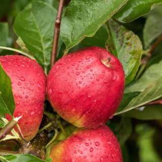 Apple (Malus domestica 'Pilot'),  Germany
