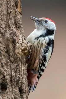 Middle Spotted Woodpecker (Dendrocoptes medius) climbing tree, Bialowieca National Park, Poland