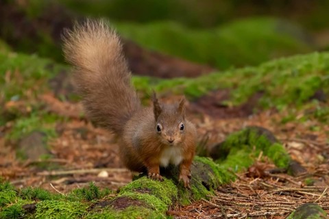 Red squirrel (Sciurus vulgaris) adult animal on moss covered tree stump in a woodland, England,