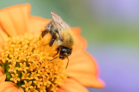 Common carder bumblebee (Bombus pascuorum) adult bee insect feeding on a garden Mexican sunflower
