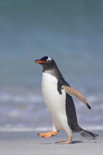 Gentoo Penguin (Pygoscelis papua) on beach, Bleaker Island, Falkland Islands
