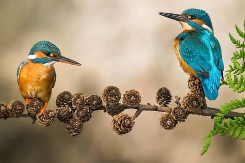 Common Kingfisher (Alcedo atthis) pair perched on a branch, Lower Saxony, Germany