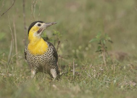 Campo Flicker (Colaptes campestris) male, Corrientes, Argentina