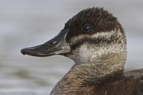 Ruddy Duck (Oxyura jamaicensis) female, British Columbia, Canada