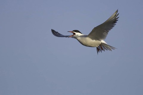 Common Tern (Sterna hirundo) flying, Texel, Netherlands