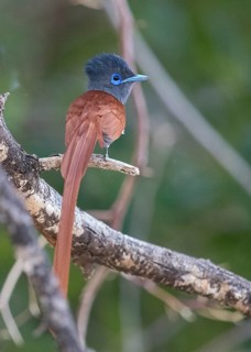 African Paradise Flycatcher (Terpsiphone viridis) male perched on a branch, Namibia