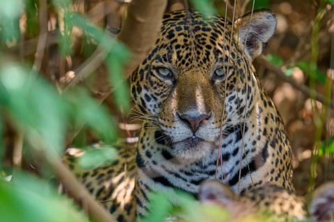 A jaguar in the shade with intense eyes, partially covered by plants, Jaguar (Panthera onca),