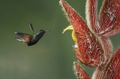 Black-bellied Hummingbird (Eupherusa nigriventris), Costa Rica