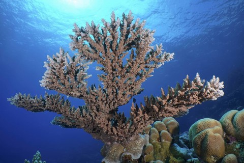 Pharaoh's antler coral (Acropora pharaonis)