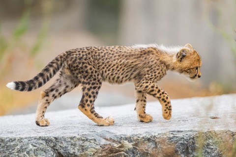 Cheetah (Acinonyx jubatus) youngster walking on a rock, captive, occurrence Africa