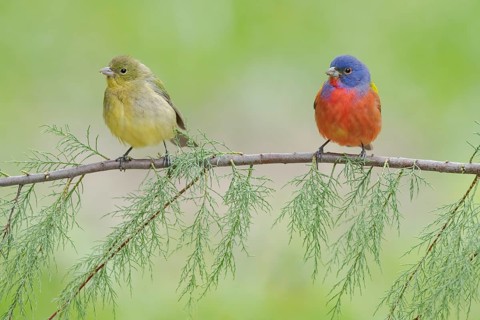Painted Bunting (Passerina ciris) pair perched on a branch, Texas, USA