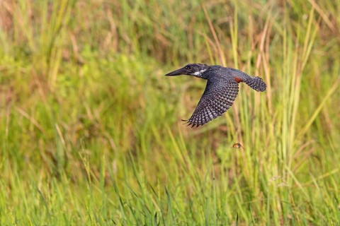 Giant Kingfisher, (Megaceryle maxima), Kingfisher