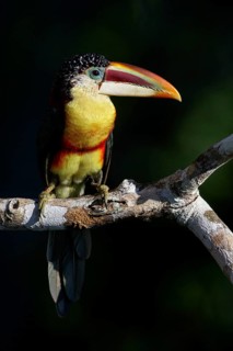Curl-crested Aracari (Pteroglossus beauharnaesii) perched on a branch in the Amazon of Brazil