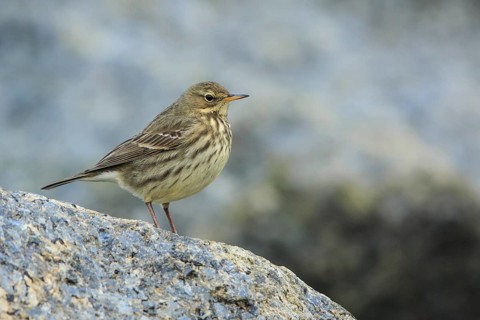 Eurasian Rock Pipit (Anthus petrosus) perched on a rock, Mecklenburg-Western Pomerania, Germany