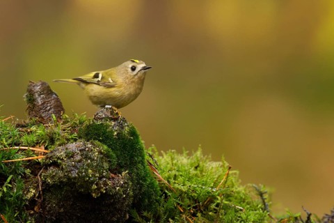 Goldcrest (Regulus regulus), Utrecht, Netherlands