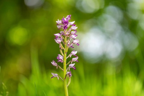 Helm's-orchid (Orchis militaris), Leutra, Jena, Thuringia, Germany