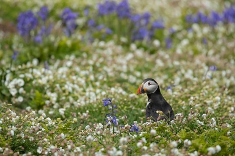 Atlantic puffin (Fratercula arctica) adult auk seabird bird amongst flowering Sea campion and