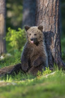 Eurasian Brown Bear (Ursus arctos) cub resting on forest floor leaning against tree, Finland