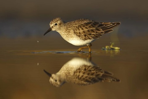 Least Sandpiper (Calidris minutilla), Texas, USA
