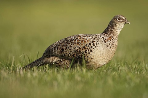 Common Pheasant (Phasianus colchicus) female, Netherlands