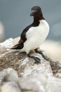 Razorbill (Alca torda), Farne Islands, United Kingdom