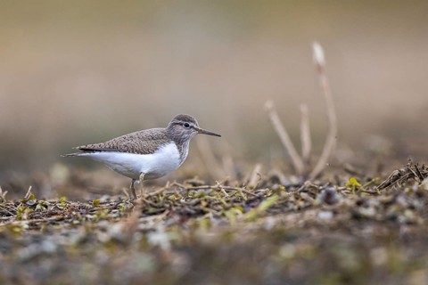 Common Sandpiper (Actitis hypoleucos) foraging, North Rhine-Westphalia, Germany