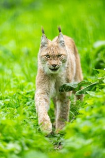 Eurasian lynx (Lynx lynx) walking through the grass, Bavaria, Germany