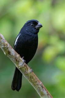 Cuban Bullfinch (Melopyrrha nigra) perched on a branch in Cuba