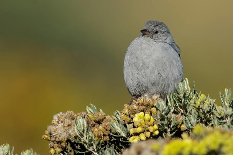 Plumbeous Sierra-Finch (Phrygilus unicolor) perched on a branch in the Andes Mountains of Colombia
