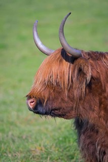 Highland bull, Scottish breed of rustic cattle originated in the Highlands and the Western Islands