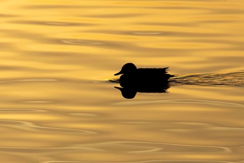 Common teal (Anas crecca) duck adult male bird on a lake silhouette at sunset, England, United