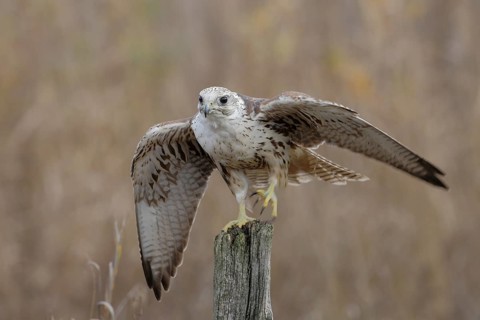 Sakerfalke, Wuergfalke, lat. Falco cherrug, auf Weidepfahl sich umdrehend und mit den Flügeln