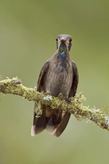 Brown Violetear (Colibri delphinae), Ecuador