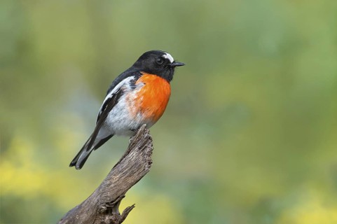 Scarlet Robin (Petroica boodang) male, Victoria, Australia