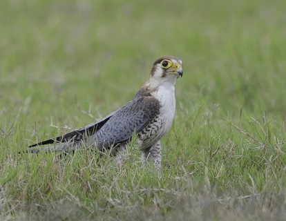 Red-necked Falcon (Falco chicquera), India