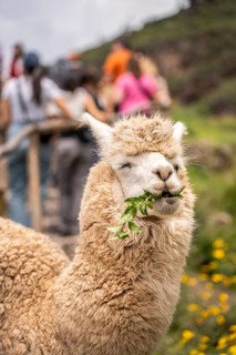 Alpaca (Lama pacos), Inca complex at Pisac, Sacred Valley of the Incas, Cusco, Peru