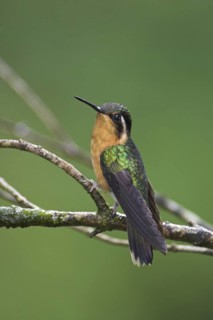 Purple-throated Mountaingem (Lampornis calolaemus) female, Costa Rica