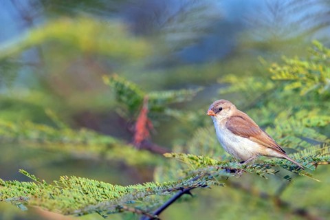 Dominican widow, (Vidua macroura), animals, birds, perch, biotope, Tendaba camp Tendaba photo hid,