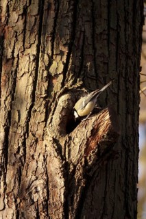 Tit examining a tree cave, winter, Germany