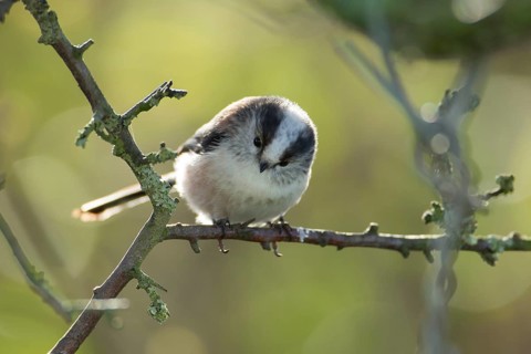 Long tailed tit (Aegithalos caudatus) adult bird on a tree branch, Suffolk, England, United Kingdom
