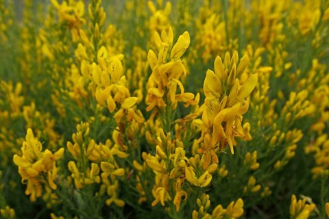 Dyer's broom (Genista tinctoria), Badberg, Kaiserstuhl, Baden-Württemberg, Germany