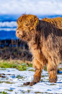 A young Highland calf stands in the snow and enjoys the winter sun, Seewald, Black Forest. Germany