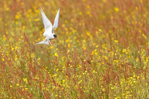 Arctic Tern (Sterna paradisaea) flying over flowering meadow, Iceland