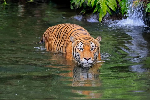 Malaysia tiger (Panthera tigris jacksoni), adult, in water, alert, Malaysia, Southeast Asia