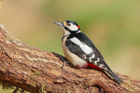 Great spotted woodpecker (Dendrocopus major), male, sitting on a thick branch, wildlife,
