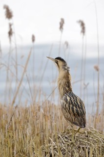 Eurasian Bittern (Botaurus stellaris), North Rhine-Westphalia, Germany