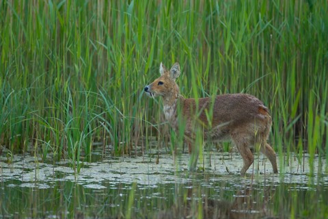 Chinese water deer (Hydropotes inermis) adult animal in a reedbed in spring, RSPB Strumpshaw fen,