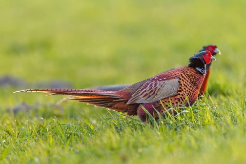 Two pheasant cocks (Phasianus colchicus) run parallel next to each other, if none of the opponents
