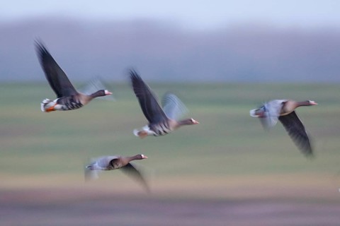 Greater White-fronted Goose (Anser albifrons) flock flying, North Rhine-Westphalia, Germany