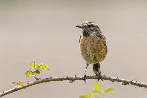 Common Stonechat (Saxicola rubicola), female perched on a branch, Galicia, Spain